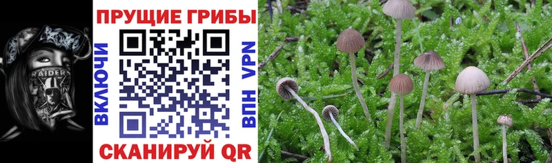 omg зеркало  Калтан  Галлюциногенные грибы MAGIC MUSHROOMS 